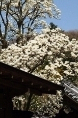 白木蓮