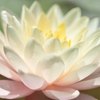 Prettyly blooming