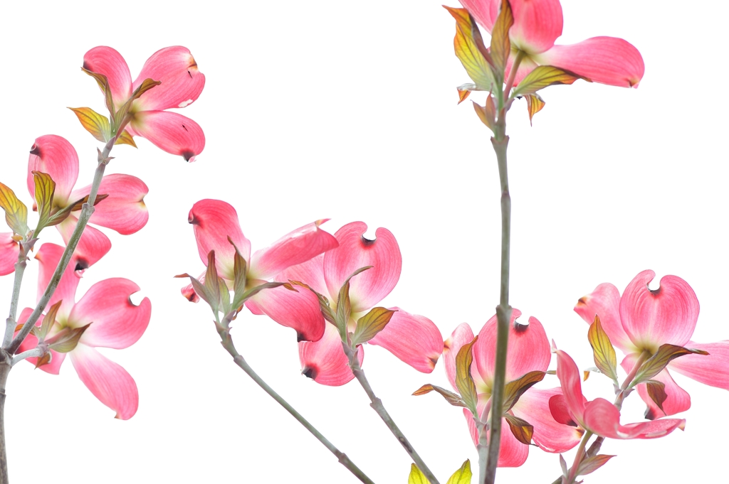 「華やかな恋」