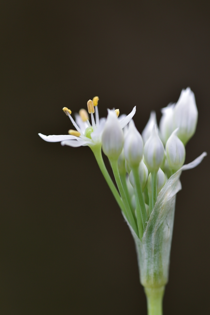 Allium 