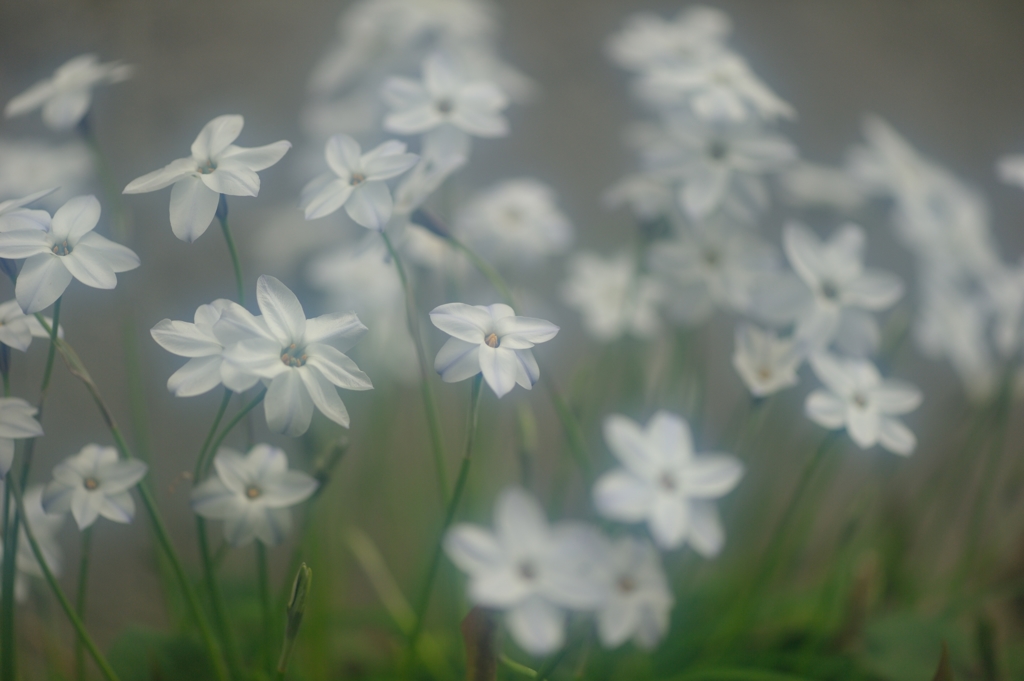 春の星の花