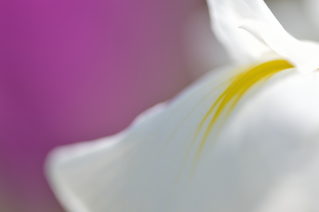 Gentle heart
