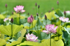 Begin to bloom