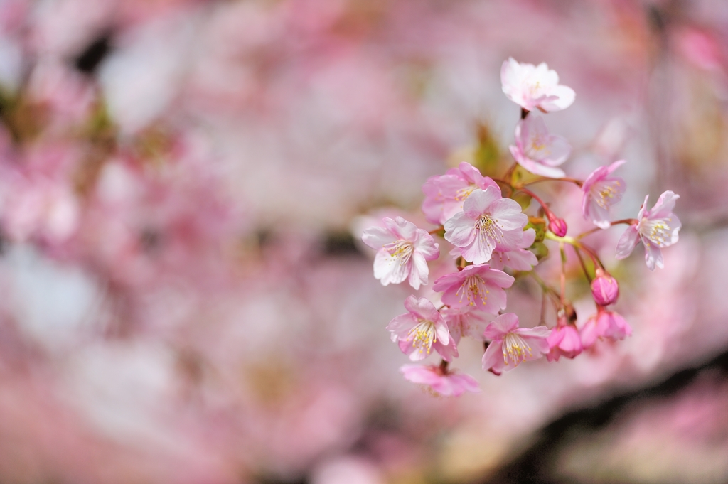 河津桜
