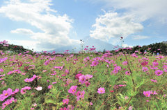 秋の桜