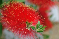 気になる花