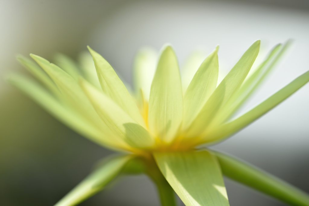 The light that passes through