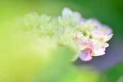 hydrangea 