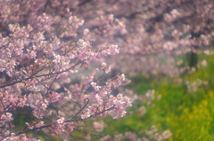 河津桜