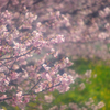 河津桜