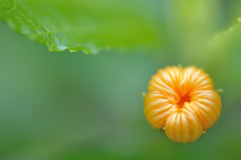 bud