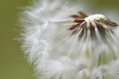 Fluff