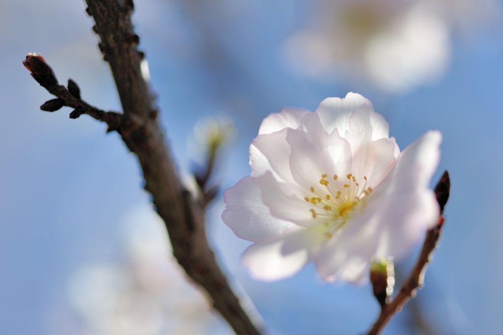 秋に咲く桜