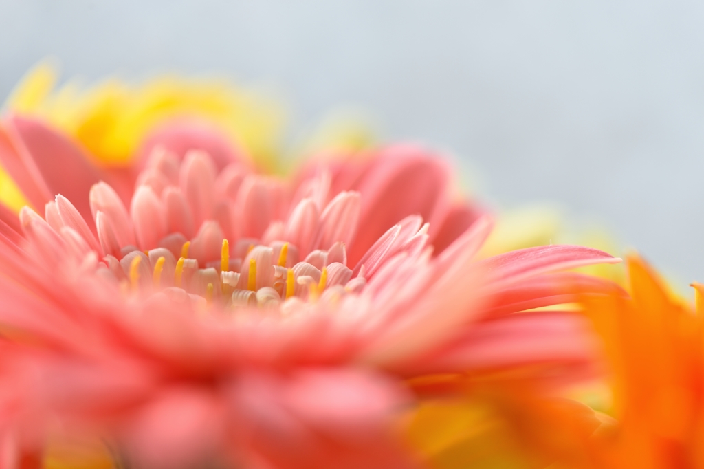 flowery