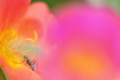 花と蟻の密会