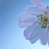 Samusakura