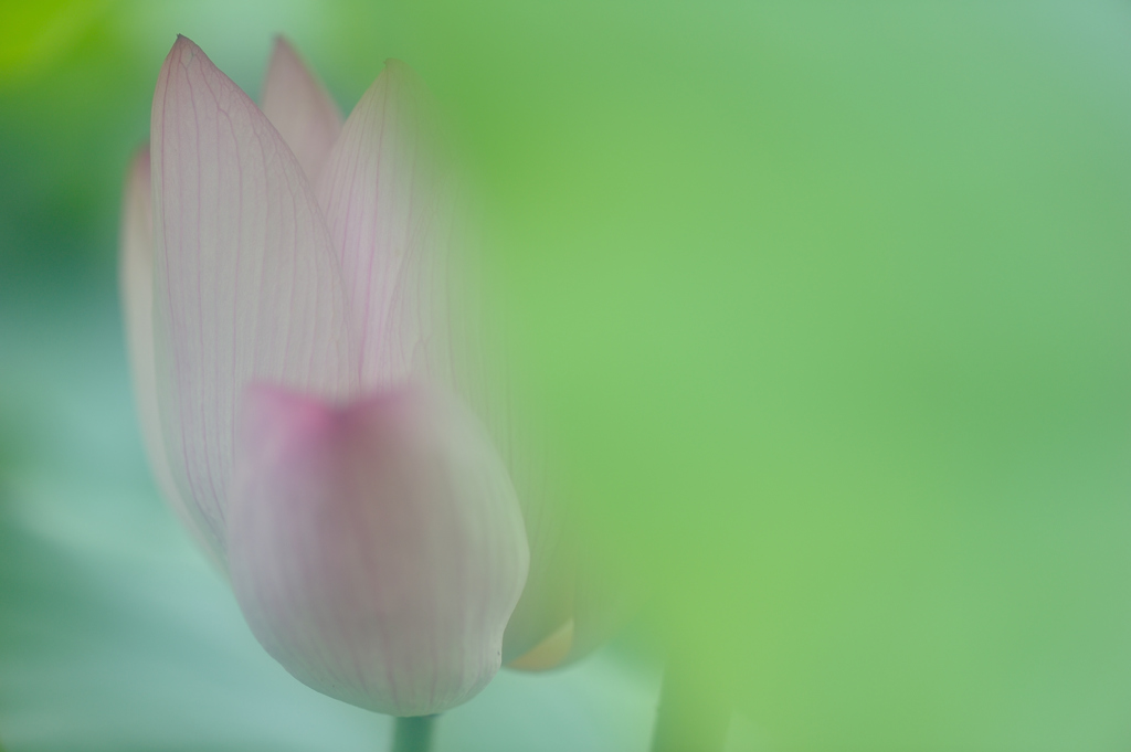 はじらう