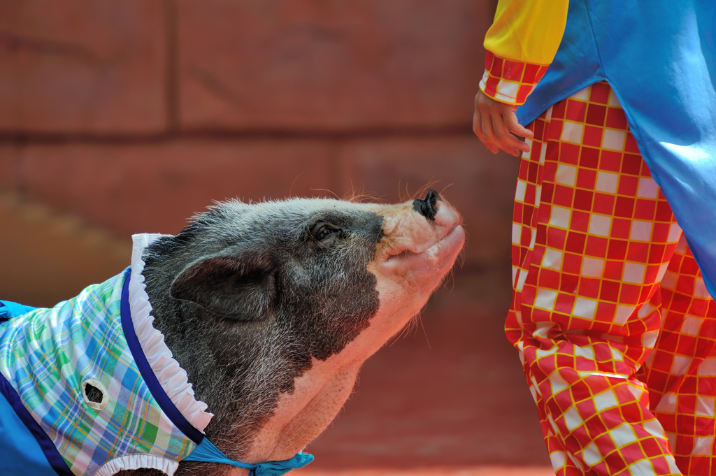 oink