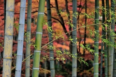 修善寺Ⅰ