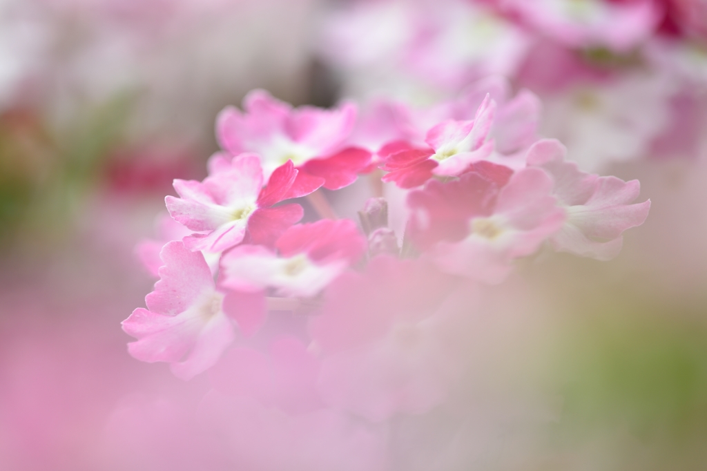 faintly