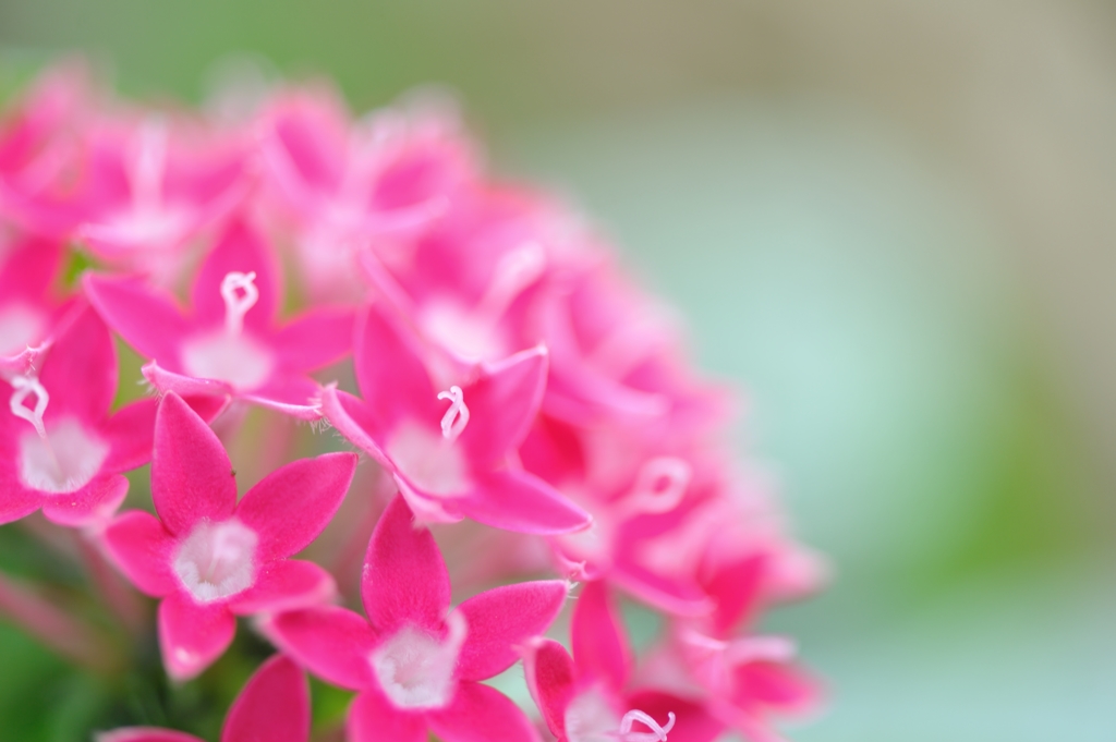 Pentas
