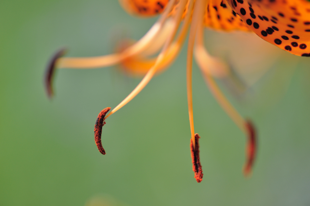 ｔｉｇｅｒ　ｌｉｌｙ