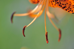 ｔｉｇｅｒ　ｌｉｌｙ