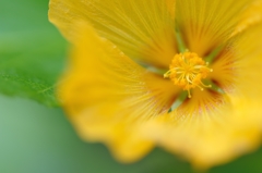 budの開花