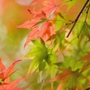 Autumn leaves