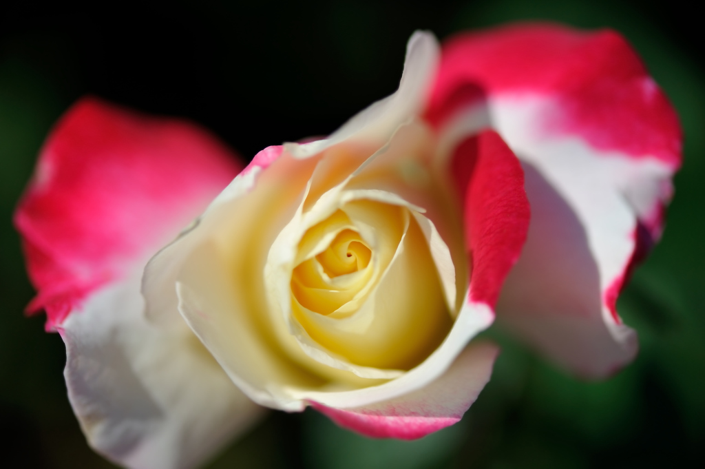 秋薔薇