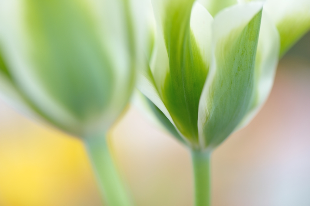 Viridiflora