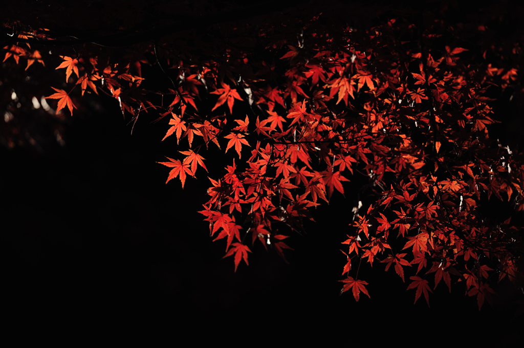 紅