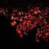 紅