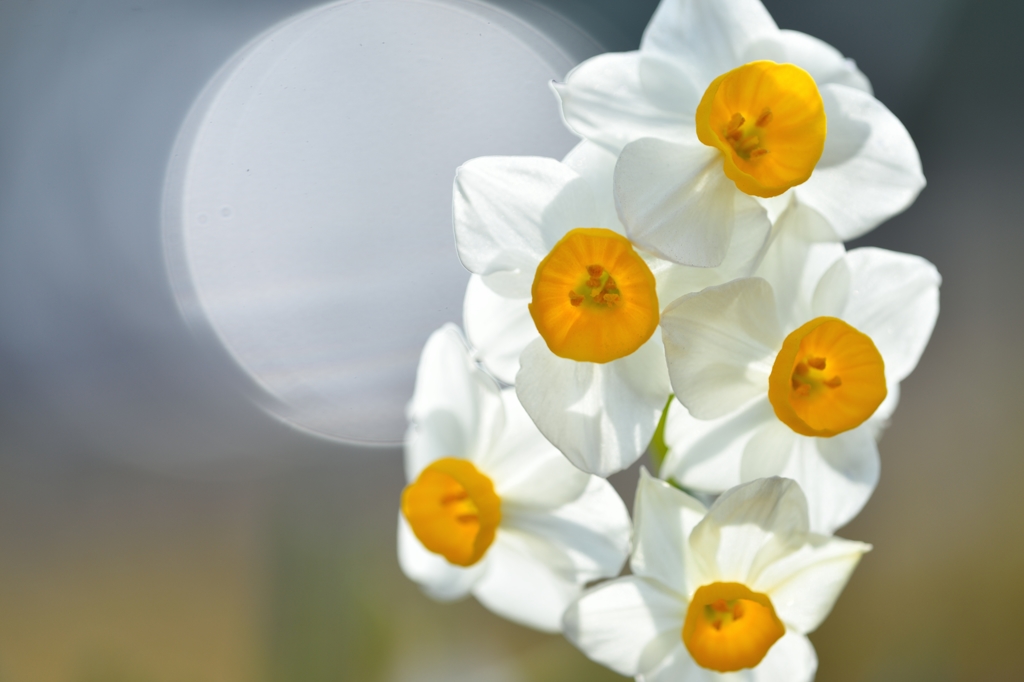 narcissus