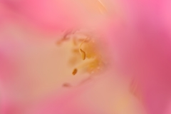 Stamens nestled