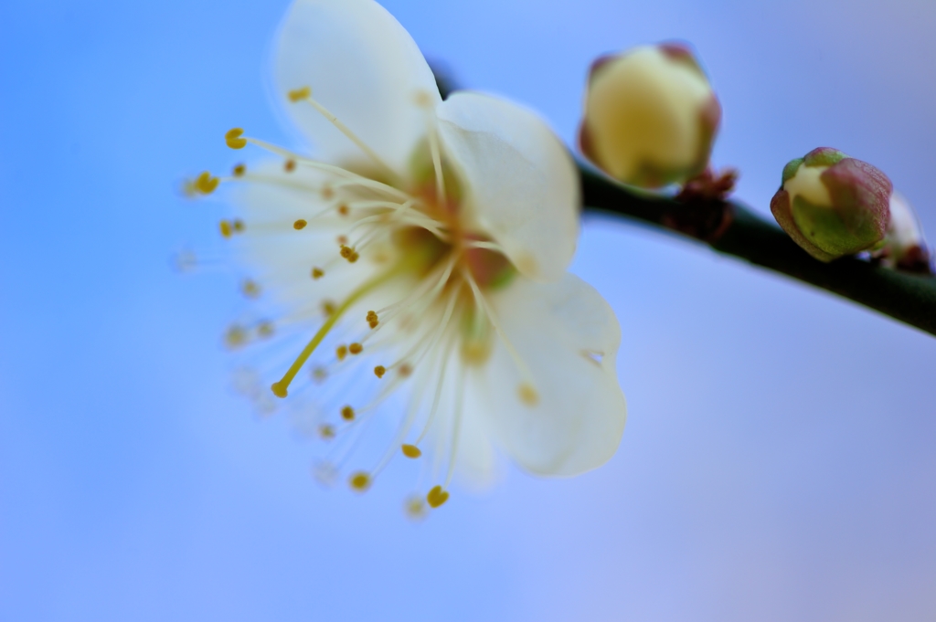 Fragrant 