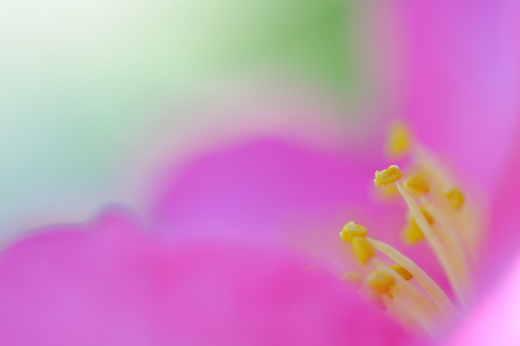 山茶花