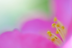 山茶花