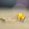 cheerfulness