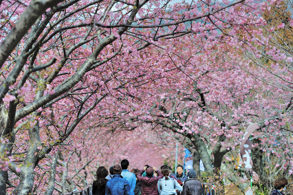 桜並木