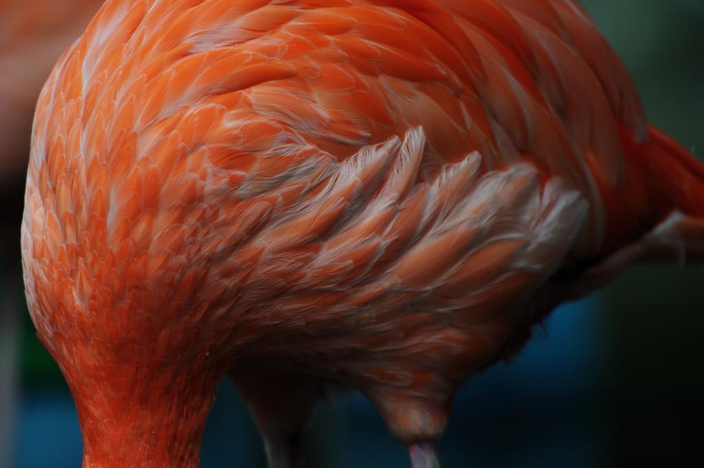 Flamingo