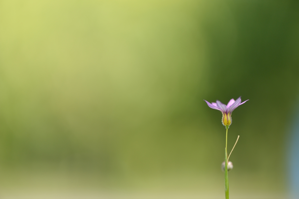 Sisyrinchium rosulatum Ⅲ