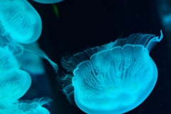 jelly fish