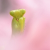 Praying mantis