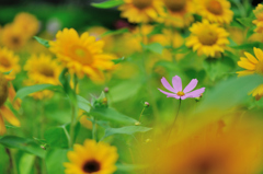 迷い秋桜