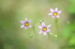 Sisyrinchium rosulatum