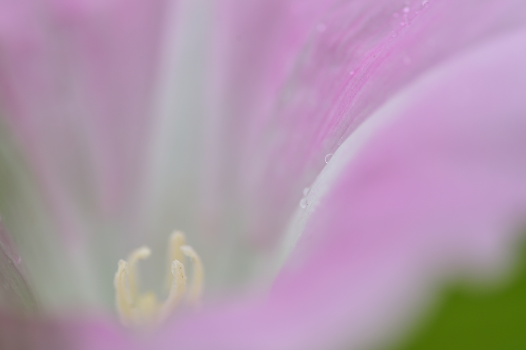Ephemeral love
