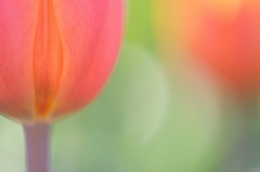 winter tulip