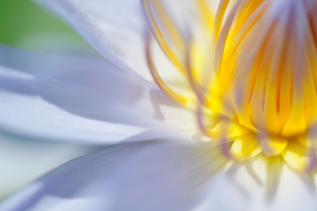 caerulea