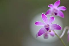 OrchidaceaeⅡ